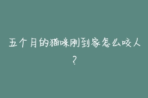 五个月的猫咪刚到家怎么咬人?