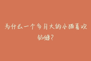为什么一个多月大的小猫喜欢钻缝?