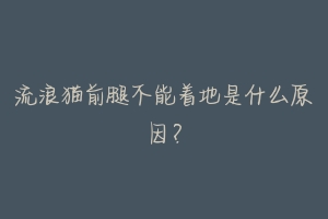 流浪猫前腿不能着地是什么原因?