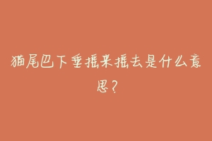 猫尾巴下垂摇来摇去是什么意思?