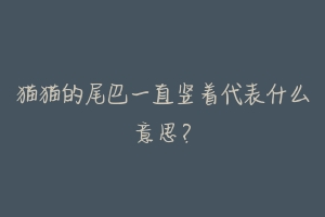 猫猫的尾巴一直竖着代表什么意思?