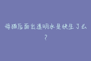 母猫后面出透明水是快生了么?