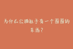 为什么公猫肚子有一个圆圆的东西?