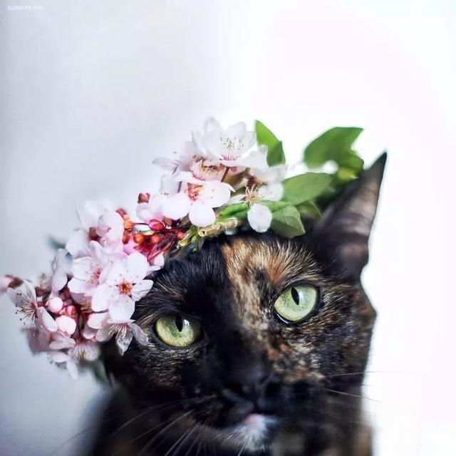 普及知识:如何让猫咪记住自己的名字?