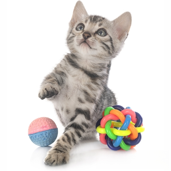 猫咪老是咬主人的手怎么解决?