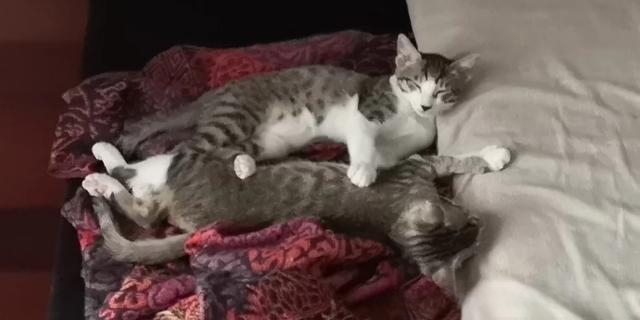 普及知识:如何让猫咪记住自己的名字?