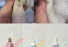 猫尾巴油腻怎么处理?