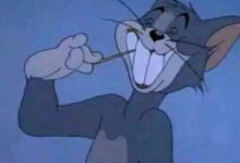 家里来了只猫很怕人,无法接近,怎么办?