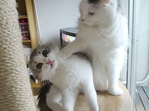 今天新来了一只猫，家里原本就有一只，怎么办？