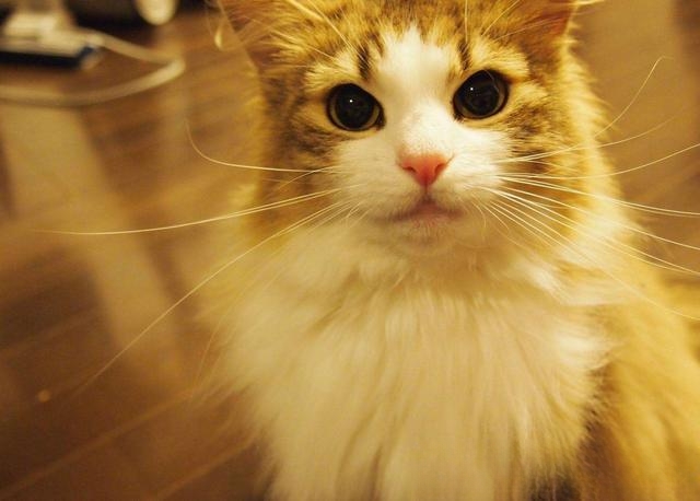 今天新来了一只猫，家里原本就有一只，怎么办？