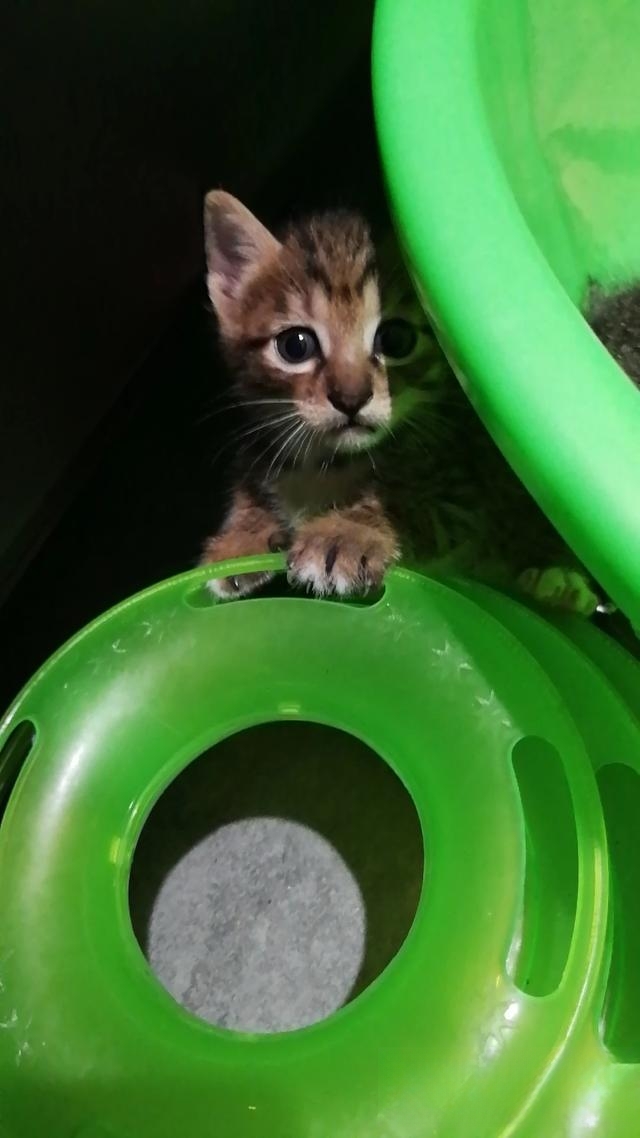 普及知识:如何让猫咪记住自己的名字?