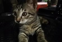 关于手的动作的词语拿有关系?-动物百科