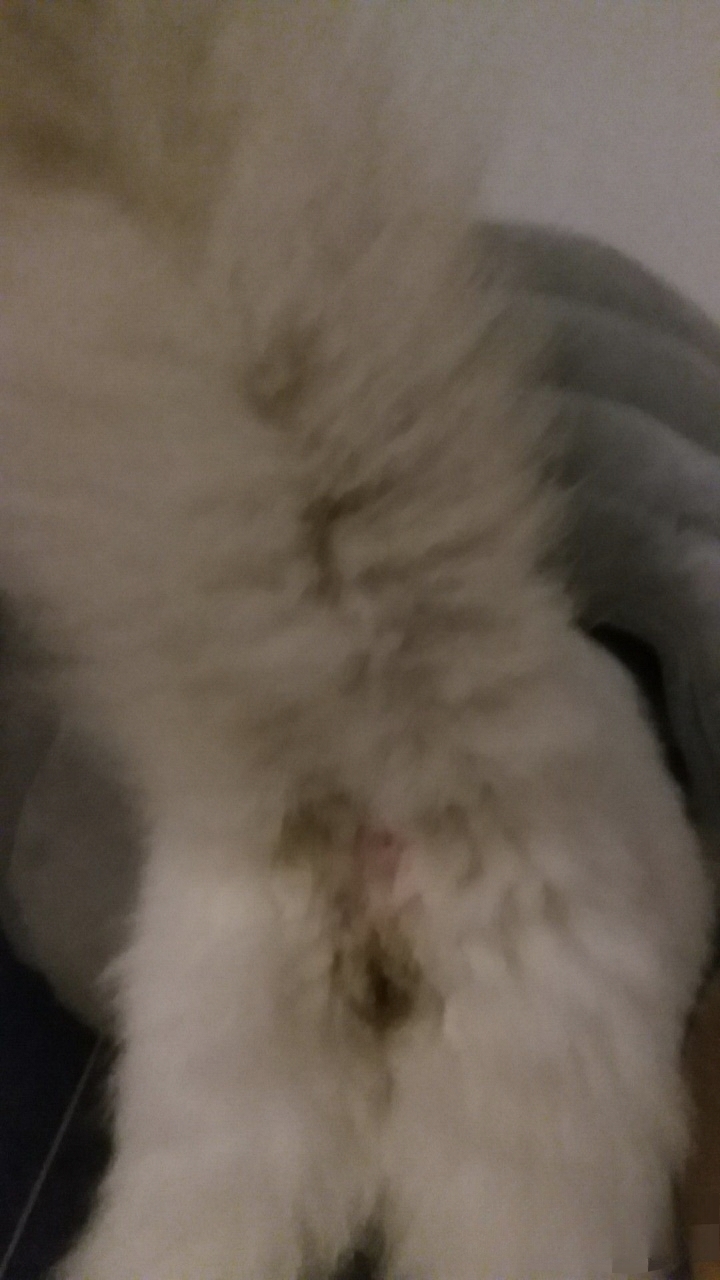 猫咪屁股粘便怎么清理?