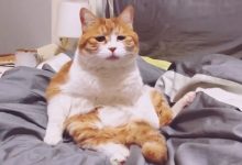 为什么小猫跟小孩一样?