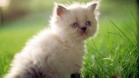 猫咪走丢了怎么办,猫咪认得回家的路吗?-动物百科