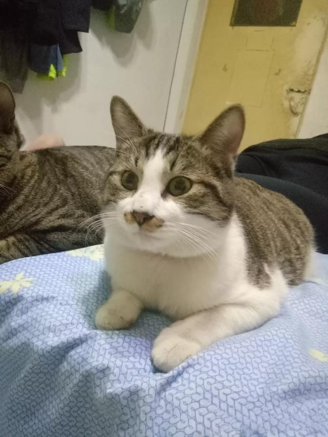 如果你养的小宠物:猫咪死了,怎么处理呢?