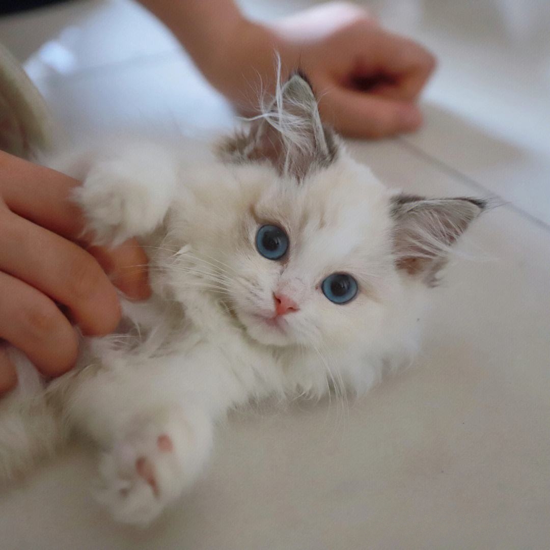 布偶幼猫怎么喂养?