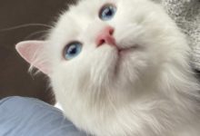 两岁猫咪好不好养?