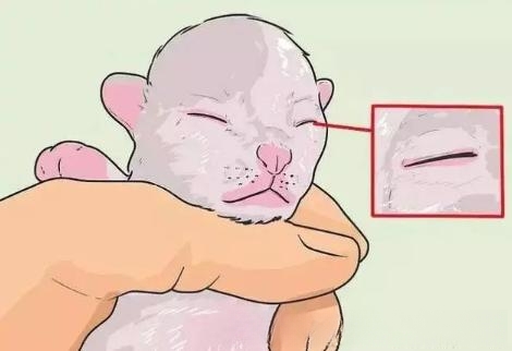 如何判断小猫年龄？