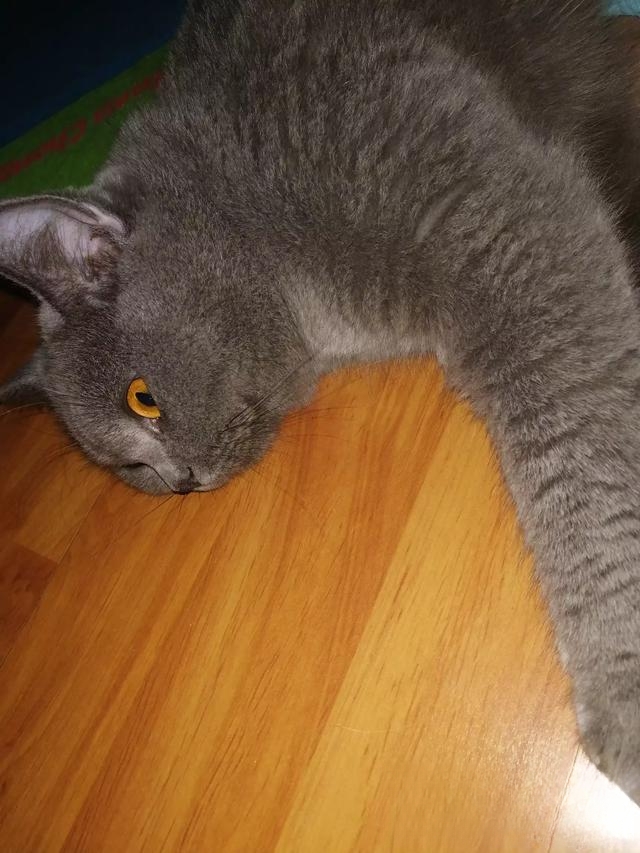 普及知识:如何让猫咪记住自己的名字?