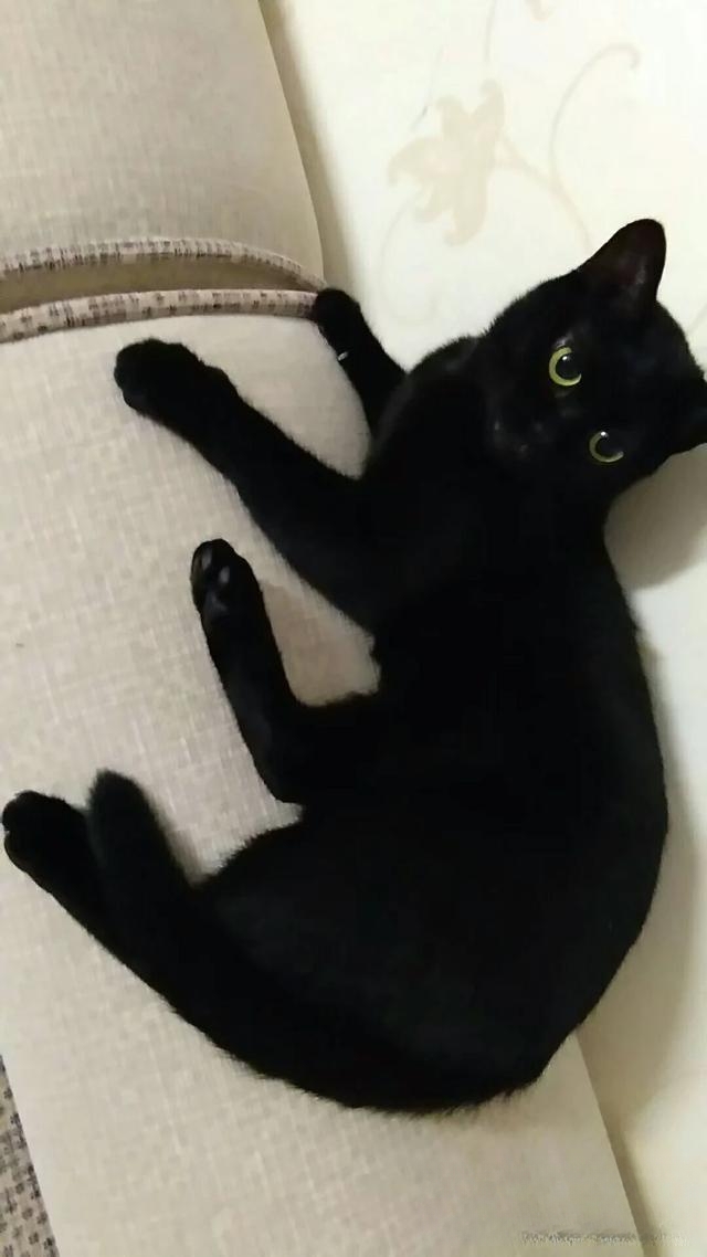 普及知识:如何让猫咪记住自己的名字?