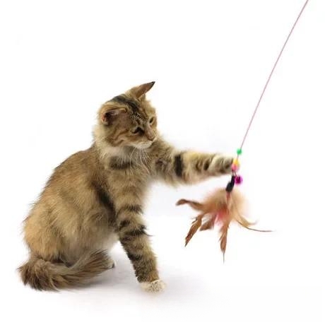 逗猫棒什么意思?