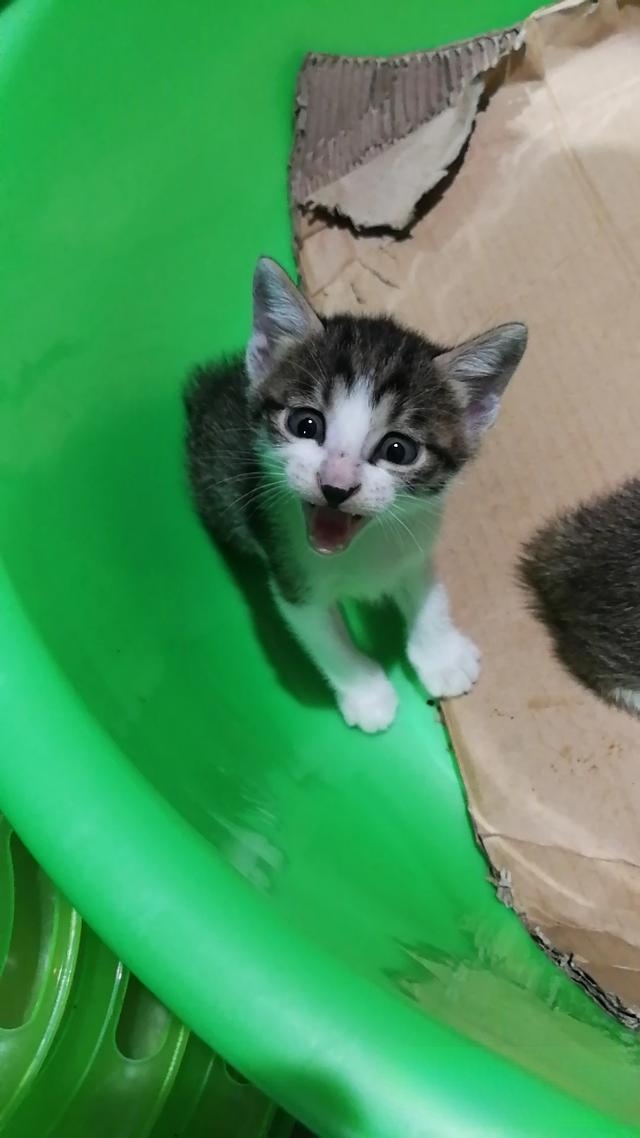 普及知识:如何让猫咪记住自己的名字?