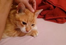 福建特有动物?-动物百科