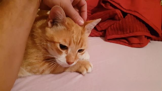 猫为什么喜欢用头磨蹭东西呢？