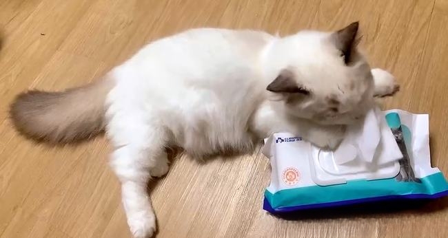 猫咪屁股粘便怎么清理？