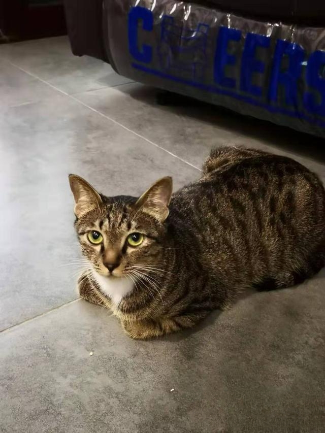 普及知识:如何让猫咪记住自己的名字?