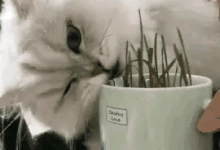 猫咪吐猫毛咋办?