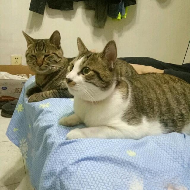 如果你养的小宠物:猫咪死了,怎么处理呢?