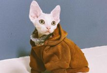 为什么黑色鸟到猫头上拉屎为什么?-动物百科