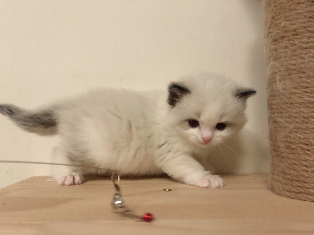 布偶幼猫怎么喂养?