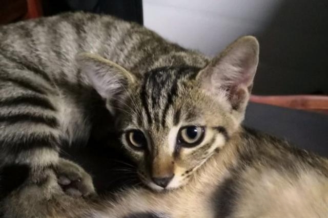 猫受伤后为什么躲起来,猫受伤了能自愈吗?