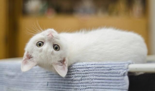 猫为什么没有被完全驯化？