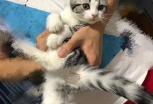 猫猫喜欢在软的东西上按按是为什么?