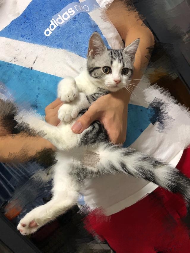 猫猫喜欢在软的东西上按按是为什么?