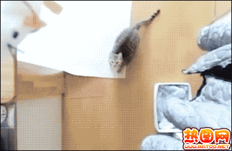 猫为什么没有被完全驯化？