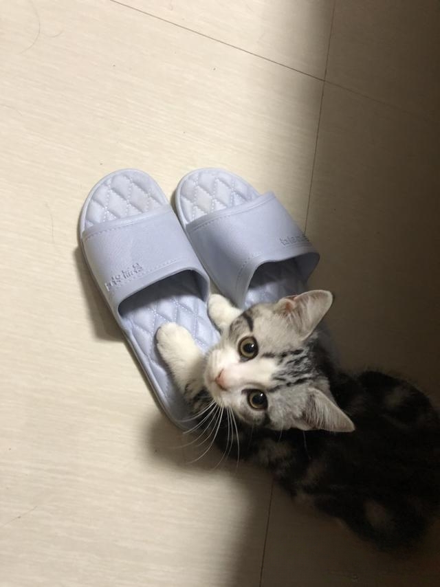 猫猫喜欢在软的东西上按按是为什么?