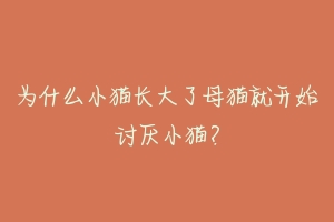 为什么小猫长大了母猫就开始讨厌小猫?-动物百科