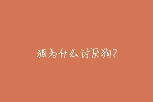 猫为什么讨厌狗?-动物百科