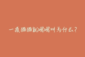 一摸猫猫就嗯嗯叫为什么?-动物百科