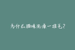 为什么猫咪洗澡一堆毛?-动物百科