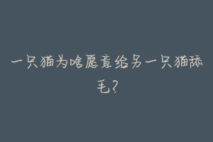 一只猫为啥愿意给另一只猫舔毛？