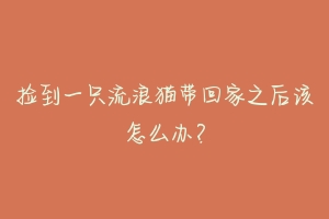 捡到一只流浪猫带回家之后该怎么办?