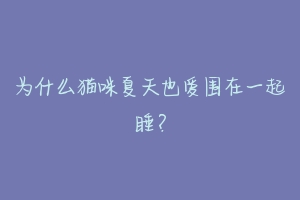 为什么猫咪夏天也爱围在一起睡？