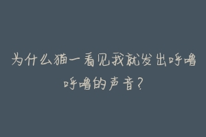 为什么猫一看见我就发出呼噜呼噜的声音?