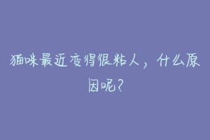猫咪最近变得很粘人,什么原因呢?